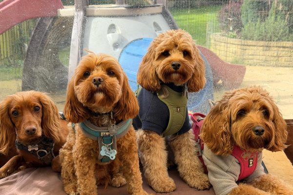 WhatsApp Image 2026-03-31 at 3.01.34 PM